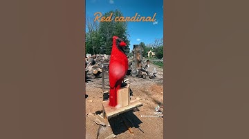 Stihl chainsaw carving red Male Cardinal from hard wood in 35 minutes #chainsawcarving #chainsaw