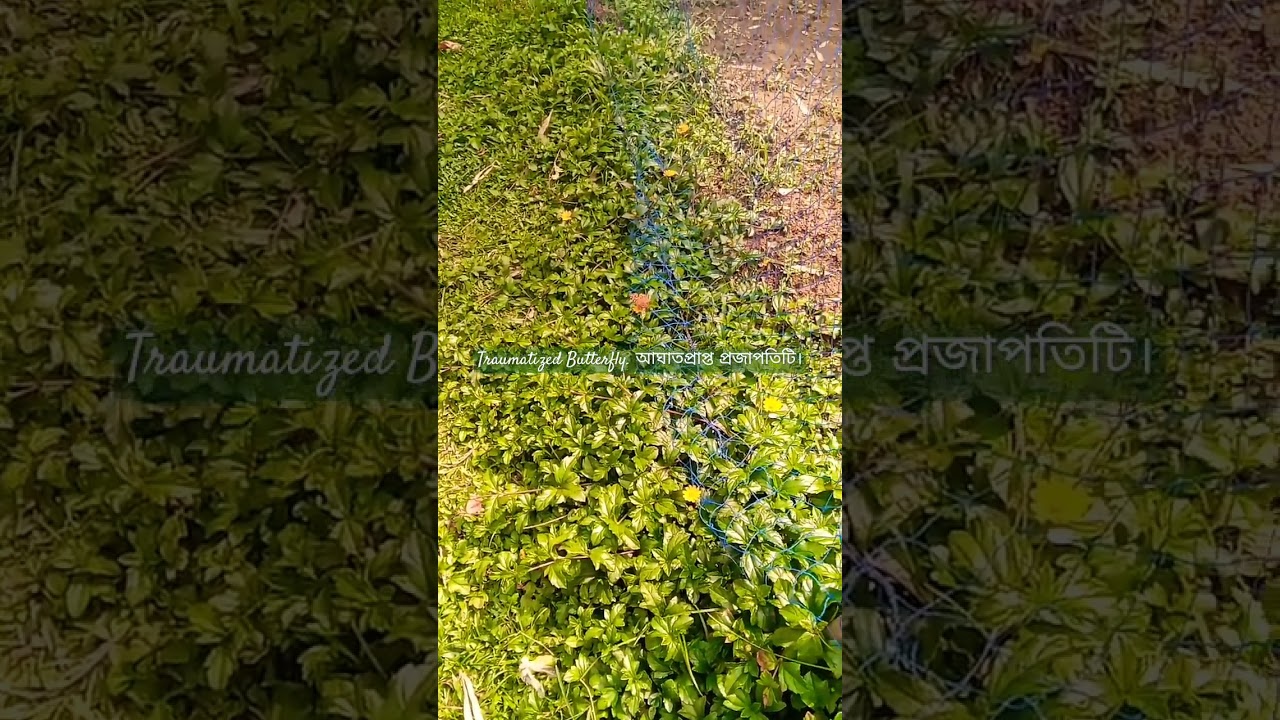 Green,yellow,all colors are mixed together. 