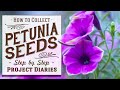 ★ How to Collect Petunia Seeds (A Complete Step by Step Guide)