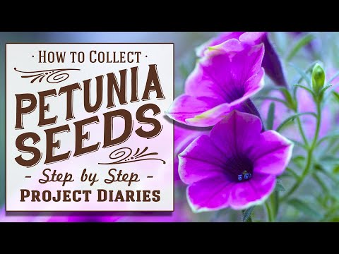 فيديو: Petunias Grandiflora: تنمو من البذور (صورة)