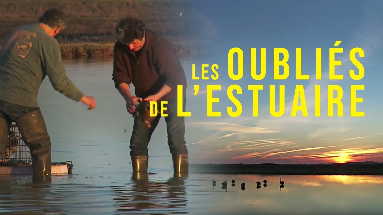 Médoc : Les oubliés de l’estuaire Maxresdefault