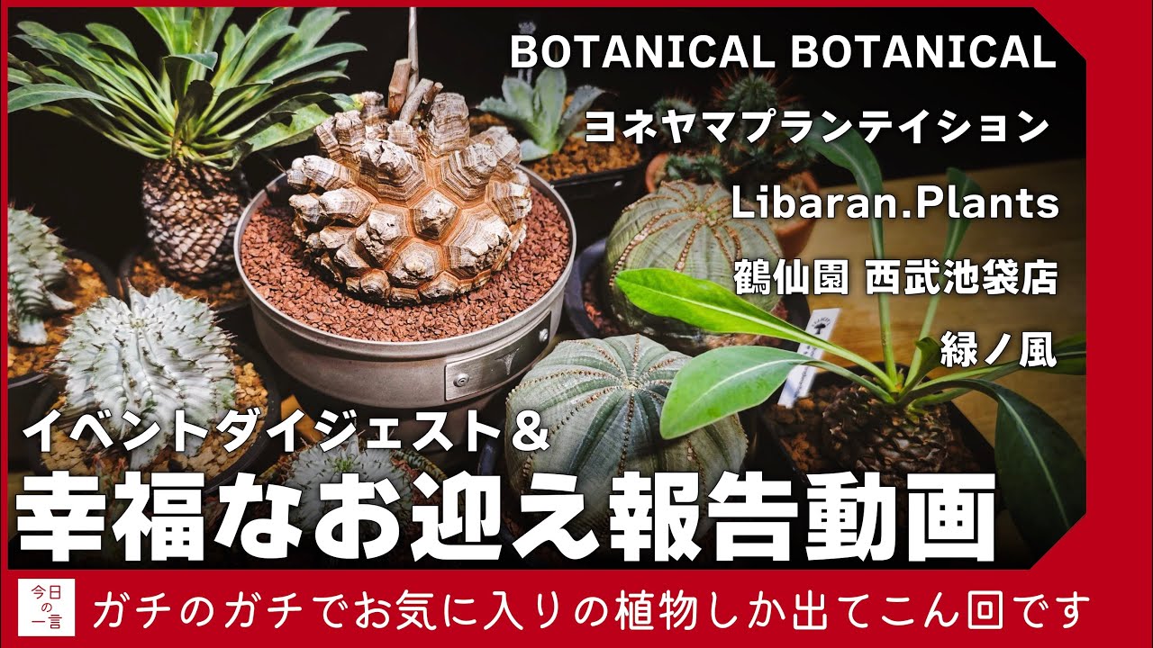 お纏め　多肉植物　ハビシャムズワルツ　新根あり お纏め多肉植物ハビシャムズワルツ新根あり