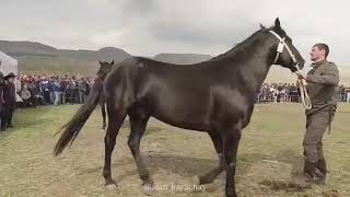 Выставка лошадей Карачаевской породы