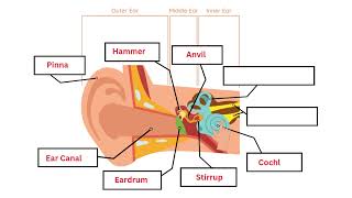 Hearing for Kids Chapter 5 Activity Guide Neuroscience for Kids