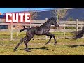 The green floor is lava! Filly Sanne for the first time in the meadow. Friesian Horses