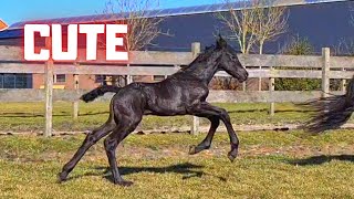 The green floor is lava! Filly Sanne for the first time in the meadow. Friesian Horses