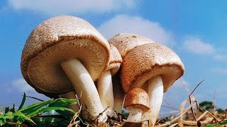 《自然療法與你》-EP301- 巴西蘑菇的抗癌奇蹟