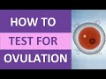 Understanding Ovulation Tests