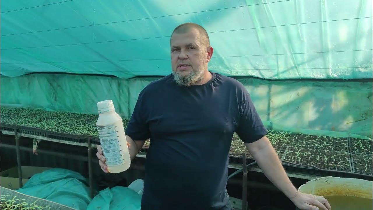 [ВАЖНАЯ ПЕРВАЯ ПОДКОРМКА] РАССАДЫ , РАЗВИТИЕ КОРНЕВОЙ СИСТЕМЫ - YouTube