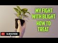 My Fight With Blight | A Houseplant Collectors Worst Nightmare