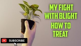 My Fight With Blight A Houseplant Collectors Worst Nightmare