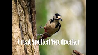 Male Great Spotted Woodpecker 4K