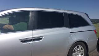 Bison In Yellowstone