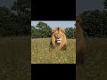 a world without humans #nohuman #lion