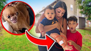 OUR DOG BIT OUR BABY!