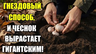 картинка: Гнездовой способ посадки чеснока, о котором молчат огородники! Урожай вас шокирует!