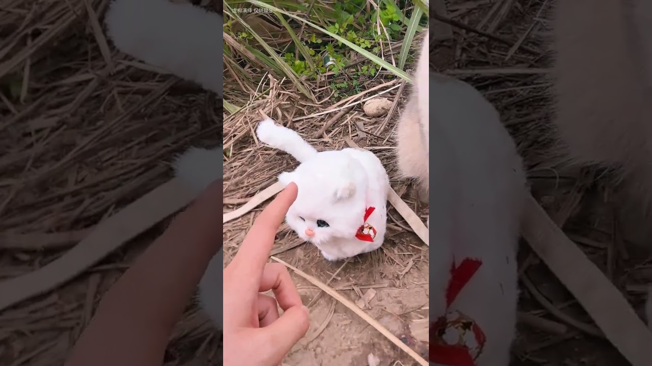 How did Zhaocai faint? Cute pet debut plan Zhaocai Cat Treasure Hunt