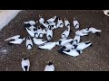 Бойные голуби у Евгения. Самара
