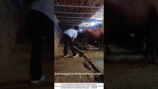 Woman Cleans Cow Barn with Long‑Handled Shovel – Daily Grit for Healthy Herd 💩🧹