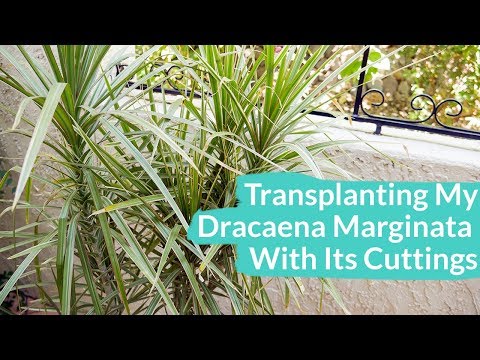 Video: Kapan transplantasi dracaena di rumah