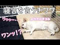 寝ながら怒る犬