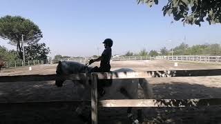 ID 20 DRESSAGE - FURIOSO - Caserta Resimi