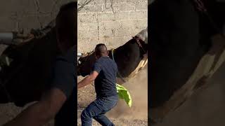 Calando Toros En Rancho El Amanecer Atrevido De Juquila Sw Fue Pal Suelo