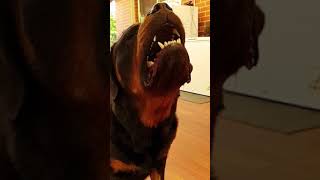 Rottweiler super slowmo bark