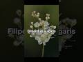 Picture of the day: Filipendula vulgaris