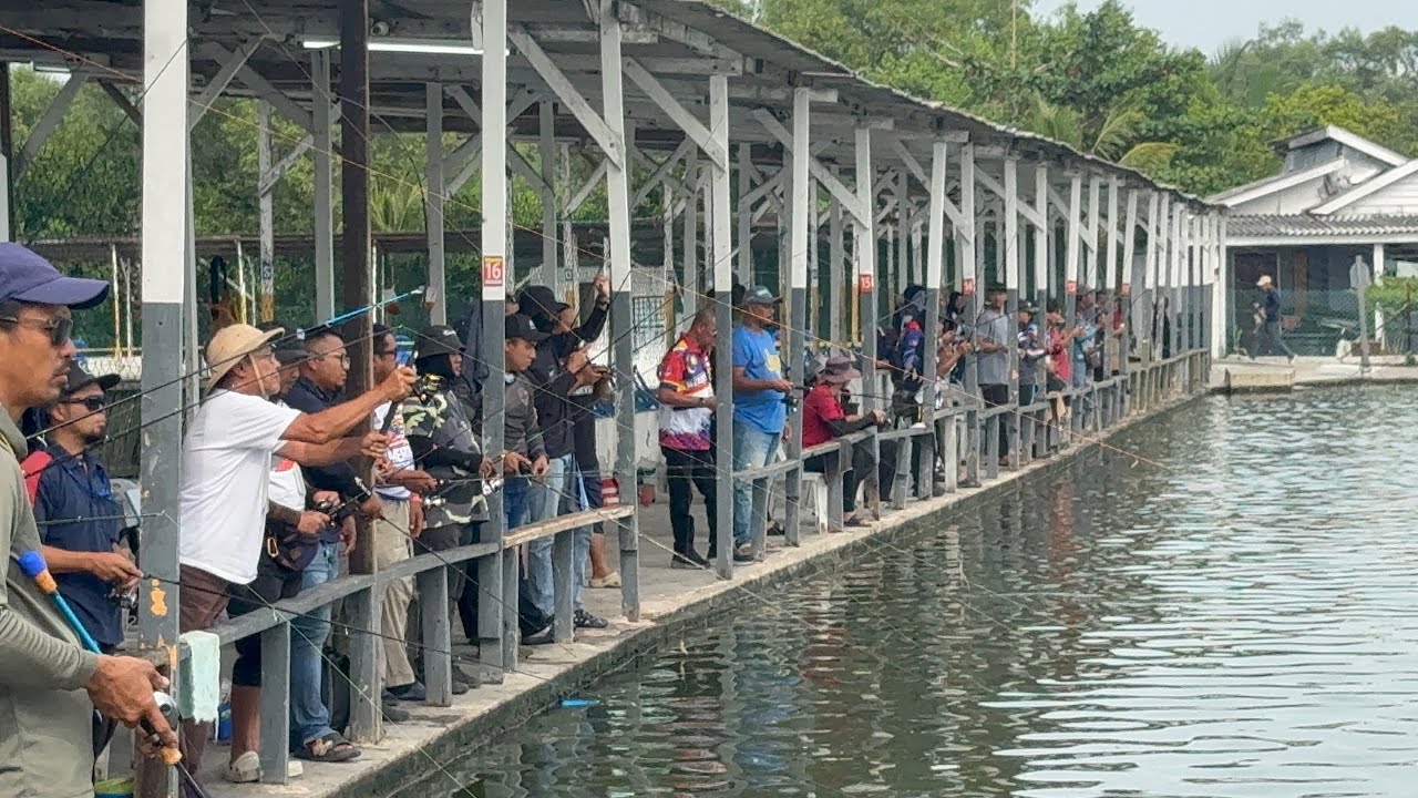 Ahad 31-8-2025 hari kebangsaan kolam 1 Delek nilai tabong naga 2k #fishing #fish #ikan 