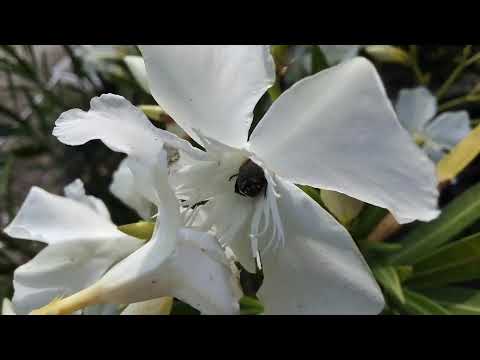 Videó: Az Elpusztíthatatlan Körte Virágbogár