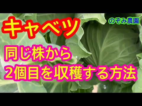 キャベツ🉐技】完全版！同じ株から2つ目のキャベツを収穫する
