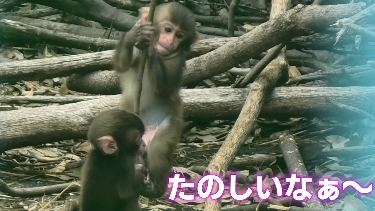 パンチくん/punch🐵】6月13日の赤ちゃん猿特集！パンチお兄ちゃんを
