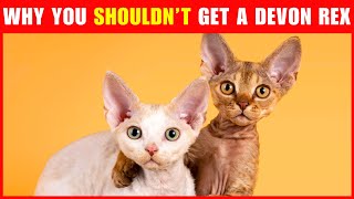 Why You Shouldn’t Get a Devon Rex Cat