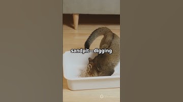 Animals Who Misunderstood the Assignment  :)