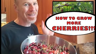 Bing cherry tree pollination - how to get more cherries!