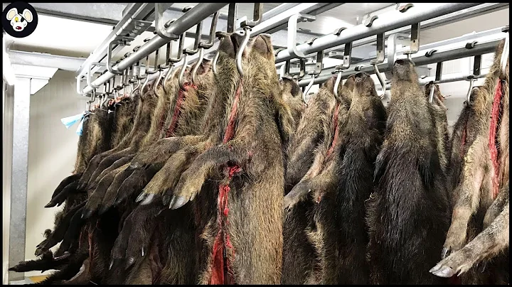 How Farmers Handle Wild Boars - Are Wild Boars Destroying Valuable Crops?