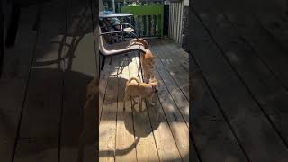 Tiny Tobi &amp; Leo getting more comfortable everyday #catsanddogs #cuteanimals #chihuahua
