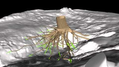 White Fir Tree Root Model