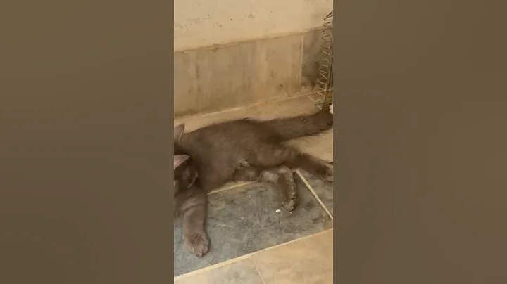 Video 11764101: meowing cat cartoon funny, animal cute cat meowing, kitten