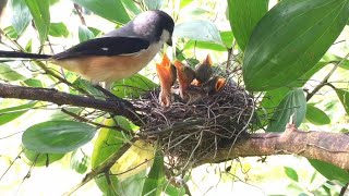 Download Lagu Hari ke - 8 Pemantauan anak burung cendet, dan melihat induk memberi makan di sarang MP3