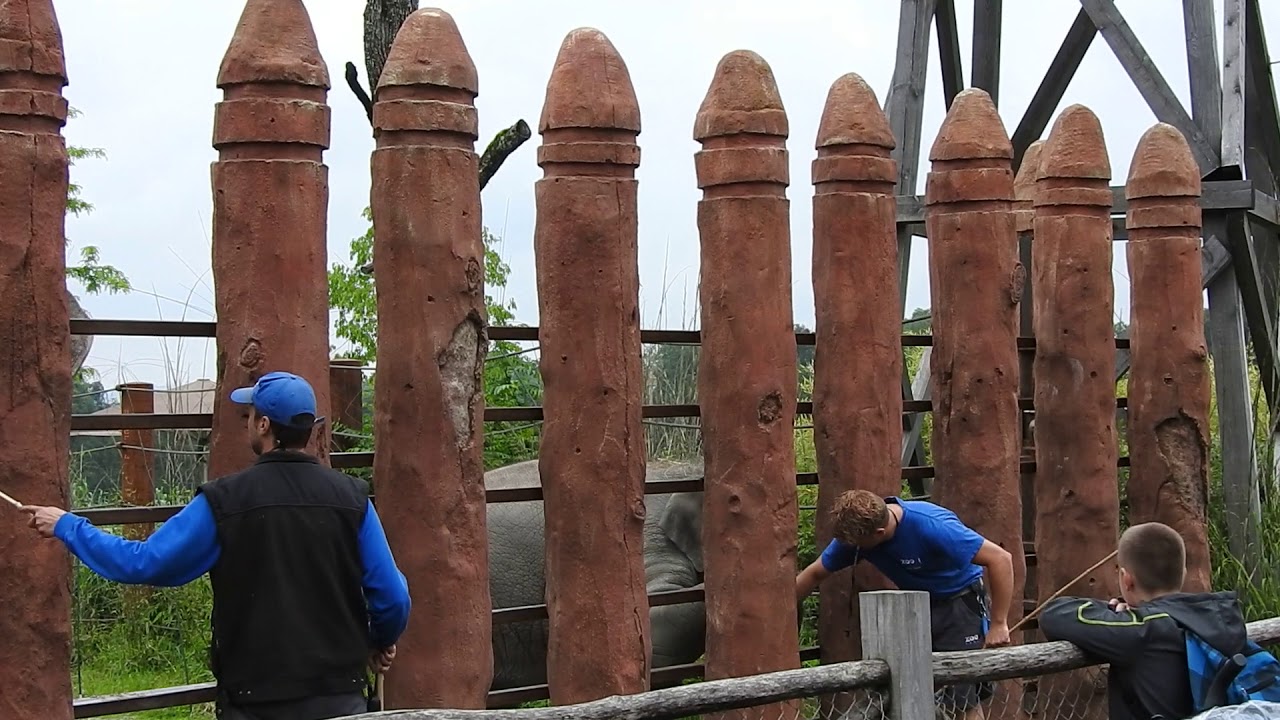 アジアゾウ ターゲットトレーニング Elephant Target Training 2016 0609 - YouTube