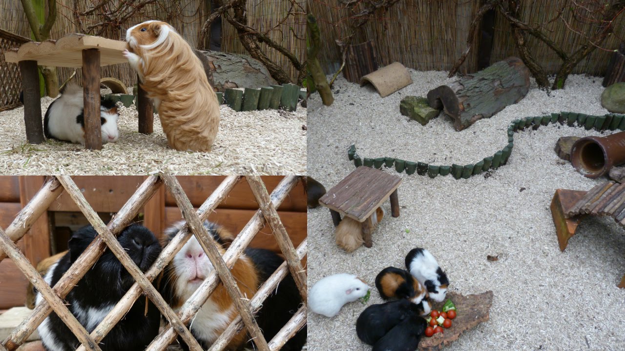 outdoor guinea pig habitat