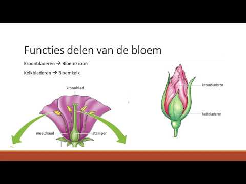 7.2 - De functies van onderdelen van de bloem