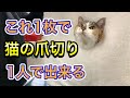 【猫のタオルで爪切り】これなら１人でも切れるタオルを使った猫の爪切りのやりかた。暴れる、怒る猫ちゃんにも使える！