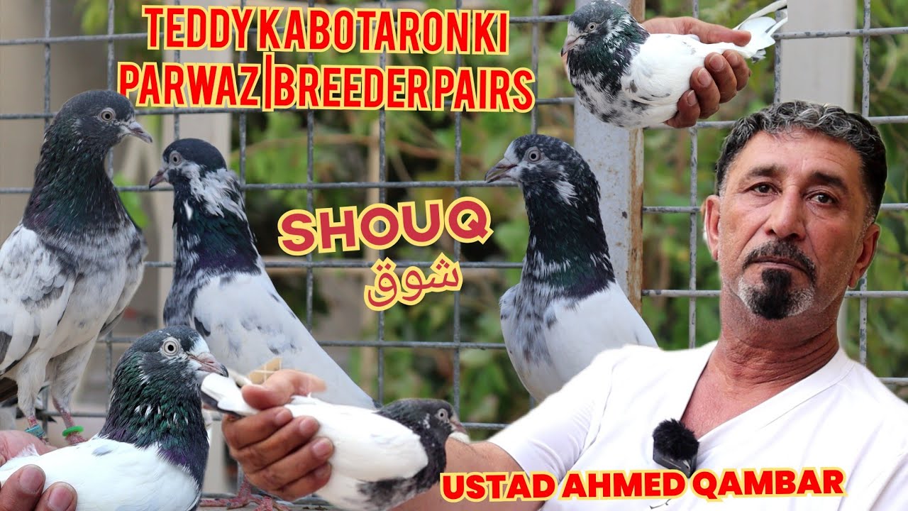 Ustad Ahmed Qambar|Teddy Kabotaron Ki Parwaz|Breeder Pairs SHOUQ |UAE Kabotar Baazi @AJMANPIGEONCLUB