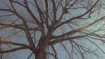 What is a Target? - Rutgers Hazard Tree ID Class