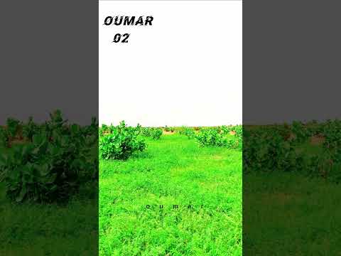 الفنانة النانة منت الشيخ احمد شور صباح الفل صباح الخير مناظر خلابة الغن ااني