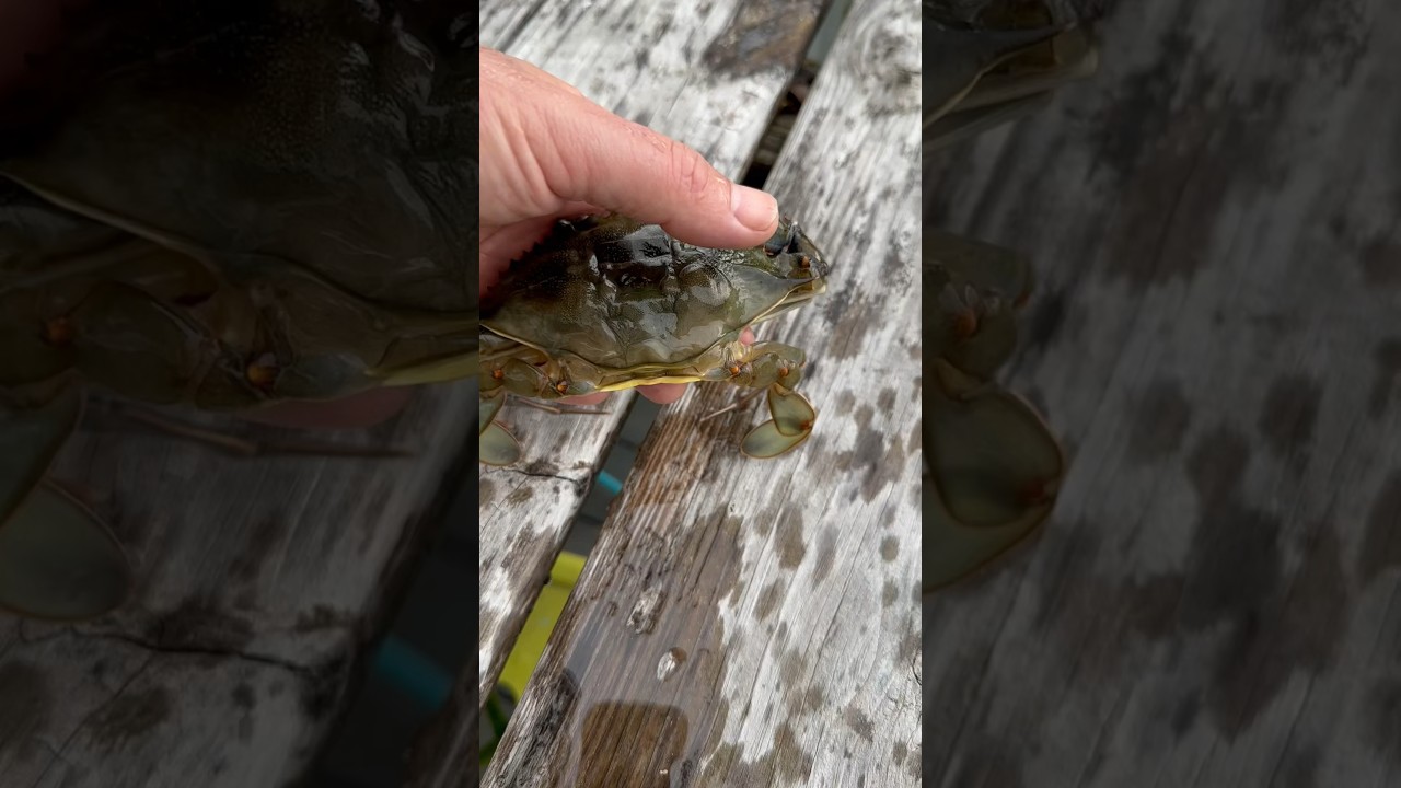 Marinated Soft Shell Crab? 