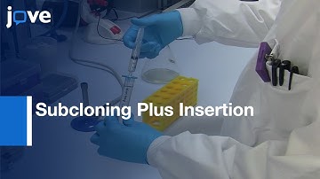 Novel Recombineering Method For Rapid Construction Of Gene Targeting Vector l Protocol Preview